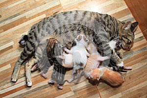 little baby kitten breastfeed mom cat wood background. photo