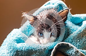 Little Baby kitten in a towel. Cute kitten after bath wrapped in blue towel with beautiful eyes. Just washed lovely fluffy cat