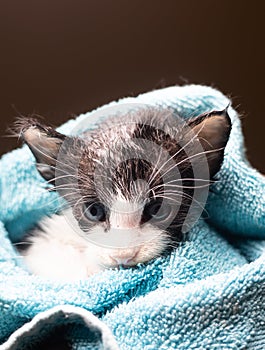 Little Baby kitten in a towel. Cute kitten after bath wrapped in blue towel with beautiful eyes. Just washed lovely fluffy cat