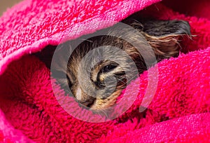 Little Baby kitten in a towel. Cute kitten after bath wrapped in pink towel with beautiful eyes. Just washed lovely fluffy cat