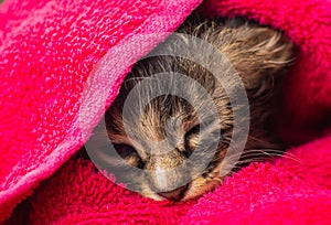 Little Baby kitten in a towel. Cute kitten after bath wrapped in pink towel with beautiful eyes. Just washed lovely fluffy cat