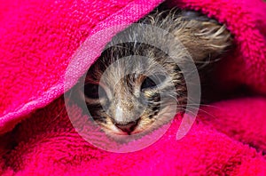 Little Baby kitten in a towel. Cute kitten after bath wrapped in pink towel with beautiful eyes. Just washed lovely fluffy cat