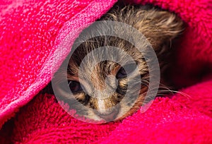 Little Baby kitten in a towel. Cute kitten after bath wrapped in pink towel with beautiful eyes. Just washed lovely fluffy cat