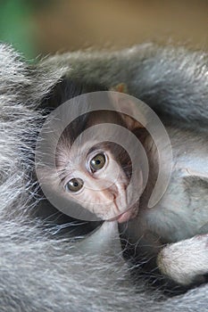 Little baby monkey breastfeed