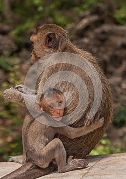 Little baby monkeys hugging her mother.