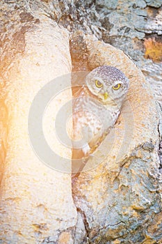 Little baby owl on tree hole