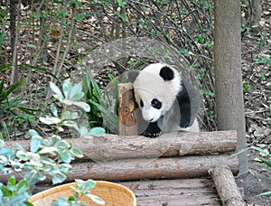 Little baby panda climbing on the wood