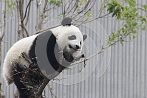 Little Baby Panda Cubin Wolong Panda Breeding Center, China