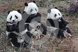 Little Baby Panda Cubs in Wolong Panda Breeding Center, China