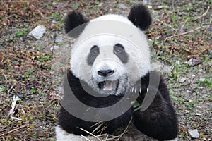 Little Baby Panda Cubs in Wolong Panda Breeding Center, China