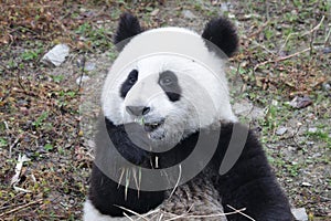 Little Baby Panda Cubs in Wolong Panda Breeding Center, China