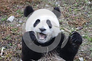 Little Baby Panda Cubs in Wolong Panda Breeding Center, China