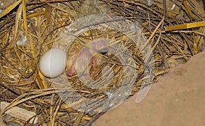 A little baby pigeon in a nest with