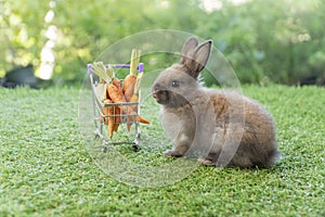 Little baby rabbit brown bunny sitting beside shopping cart with fresh baby carrots organic on green grass over bokeh nature