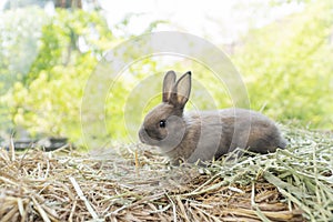 Little baby rabbit bunny playful on dry straw over bokeh spring green background. Healthy cuddle fluffy hair brown rabbit bunny