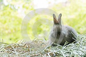 Little baby rabbit bunny playful on dry straw over bokeh spring green background. Healthy cuddle fluffy hair brown rabbit bunny