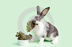 Little baby rabbit eating fresh vegetables, lettuce leaves on green background. feeding the rodent with a balanced diet, food. bun
