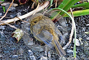 Little baby robin walking past me next to a lake, photo taken in the UK mid summer