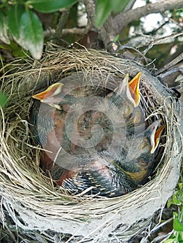 Little baby robins nest