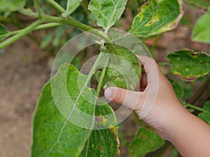 Little baby`s hand on a fresh Thai eggplant - engaging with nature provides positive impact on baby`s health and development