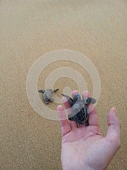 A Little Baby Sea Loggerhead Turtle Caretta carretta is held