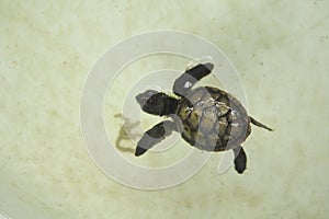 Little baby sea turtle is swimming in a turtle conservation tank