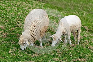 Little baby sheep eating green grass