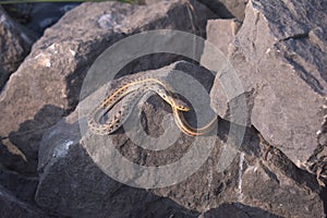 A little baby snake taking sunbath on top of the rocks