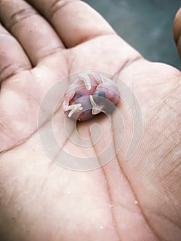 Little baby squab bird sleeping on human hand. newborn bird dropped from the nest