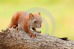 Little baby squirrel Sciurus vulgaris