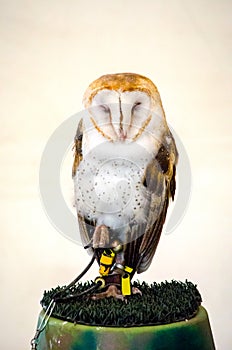 Little barn owl sleeping on a perch