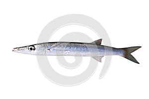 Little barracuda - tropical predatory fish photo