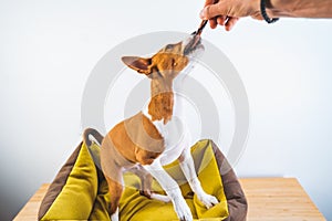 Little Basenji puppy dog playing and trying to pick a treat from the hands of the owner at white wall background