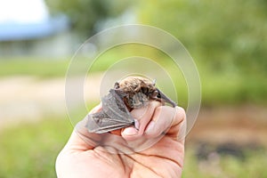 Little bat on man`s hand