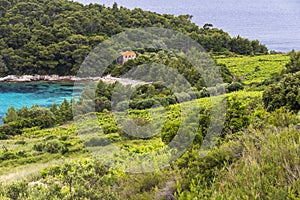 Little beach and Wineyard near Orebic in Croatia.