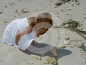 Little Beachcomber 1