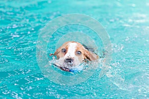 Little beagle dog playing toy in the swimming pool