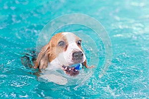 Little beagle dog playing toy in the swimming pool