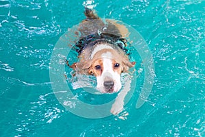 Little beagle dog swimming in the pool