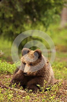 Little bear cub laying in the grass