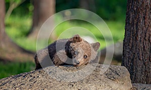 Little bear is lying on a large stone in the forest.