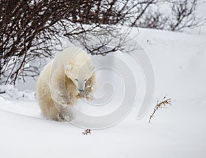 Little Bear plays with a branch in the tundra. Canada.