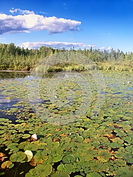 Little Bearskin Lake Northwoods Wisconsin photo