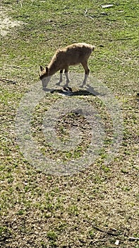 Little beautiful bamby