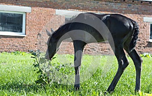 Little  beautiful  black foal of sportive breed posing  at freedom. sunny day