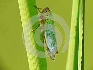 Cicadella