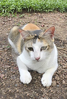 Black, white and orange spotted kitty sitting on the garden.