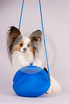 Little beautiful dog in a blue bag