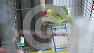 little beautiful funny green parrot in a cage at home