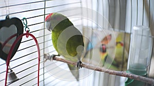 little beautiful funny green parrot in a cage at home